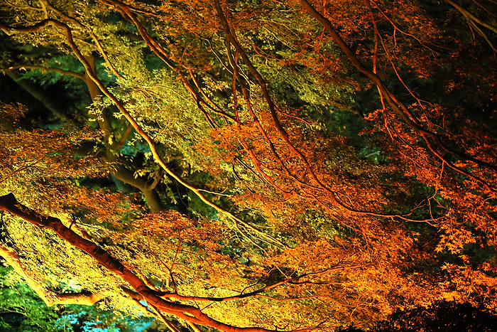 Autumn leaves are lit up for the naked Autumn Night Garden event November 21, 2023, Tokyo, Japan   Autumn leaves are lit up at a press preview the  Naked Autumn Night garden  at the Shinjuku Gyoen national garden in Tokyo on Tuesday, November 21, 2023. Visionary light up event will be presented from November 22 through December 3.   photo by Yoshio Tsunoda AFLO 