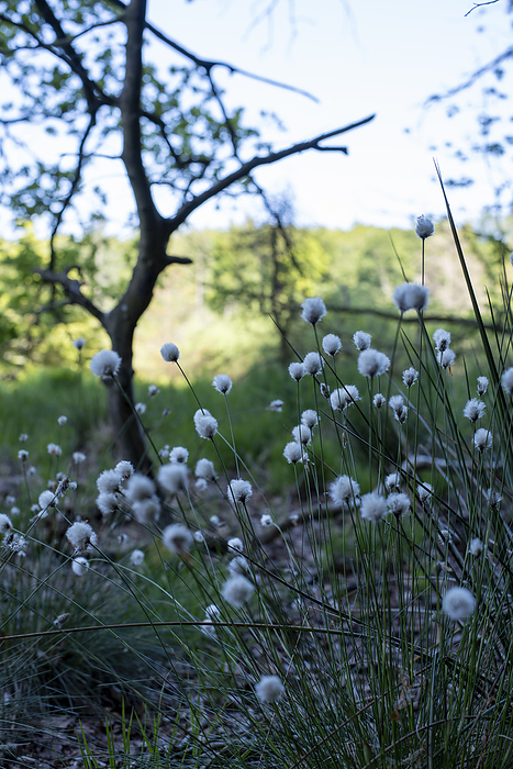 Jasmund National Park, Germany Narrow leaved cotton grass, bog in Jasmund National Park, Hagen, Mecklenburg Western Pomerania, Germany, by Stephan Schulz