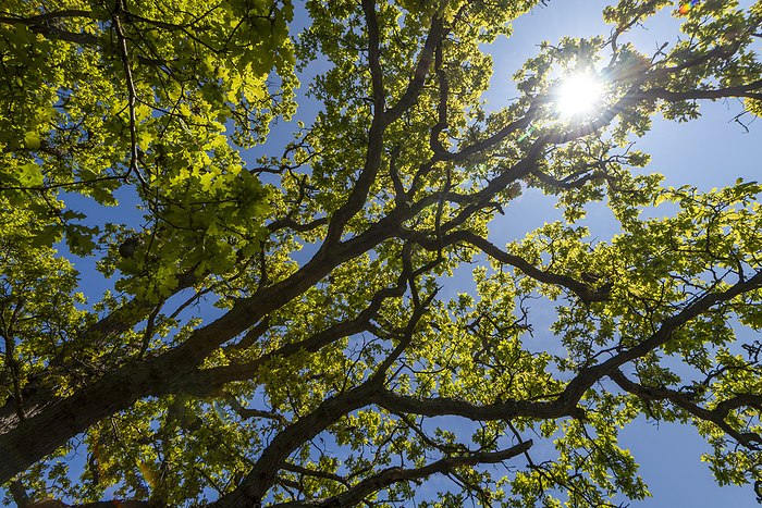 Ruegen Island, Germany Glistening sunlight, green leaves and branches of an oak tree, Mukran, R gen Island, Mecklenburg Vorpommern, Germany, by Stephan Schulz