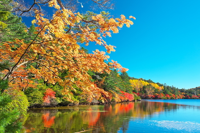 Shirakoma Pond in autumn