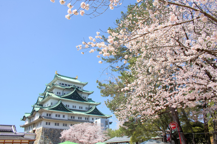 [Nagoya Castle and cherry blossoms in Nagoya City, Aichi Prefecture