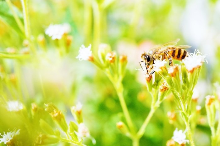 One fluffy yellow honey bee making white flower pollen dumplings of the natural sweetener stevia on its legs outdoors