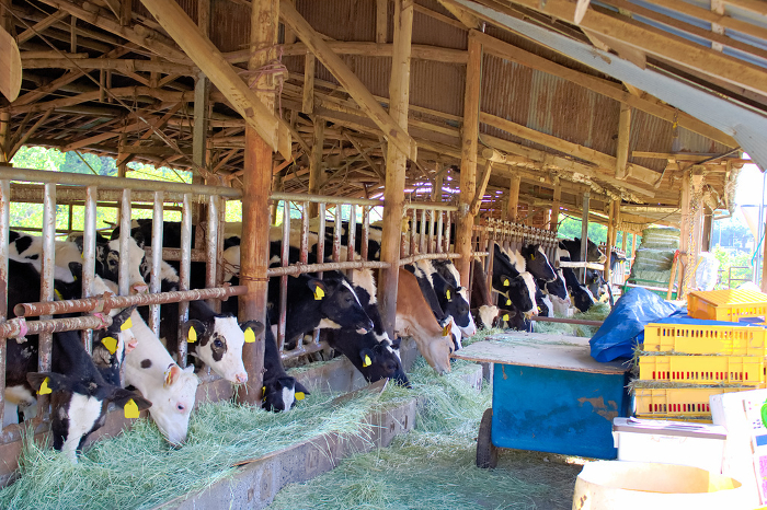 [Cows at Aichi Farm in Nisshin City, Aichi Prefecture, Japan.