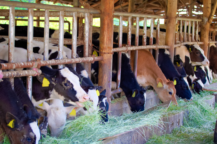 [Cows at Aichi Farm in Nisshin City, Aichi Prefecture, Japan.