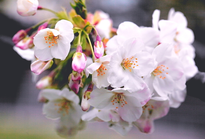 Flowers and buds Oshima cherry