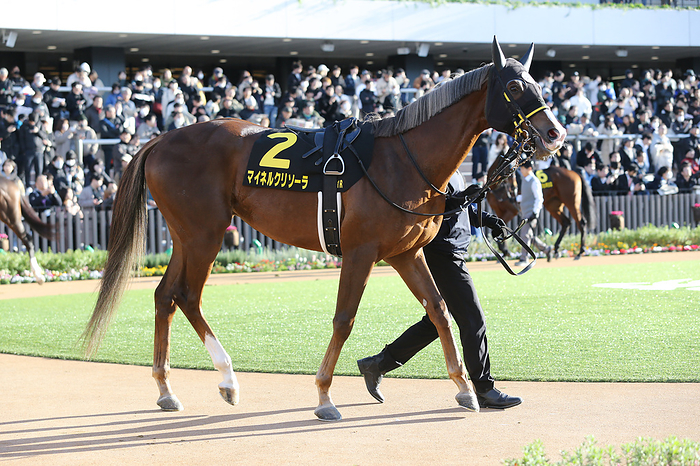 2023 Andromeda Stakes 2023 11 18 KYOTO 11R 3years old, Sarah type, Open andromeda s   andromeda stakes 2nd   3 favorite Meiner Chrysola  Kyoto Racecourse in Kyoto, Japan, November 18, 2023.  Photo by Eiichi Yamane AFLO 