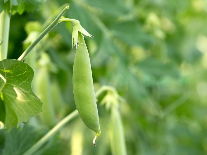 Snap pea cultivation