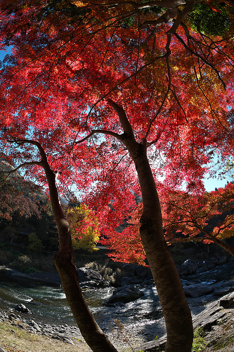 Autumn leaves in Ontake Valley