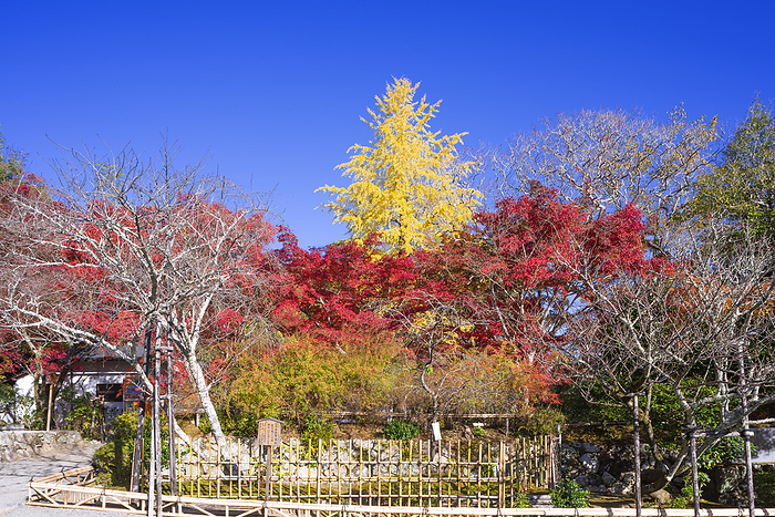 Autumn leaves at Nison-in Sagano, Kyoto