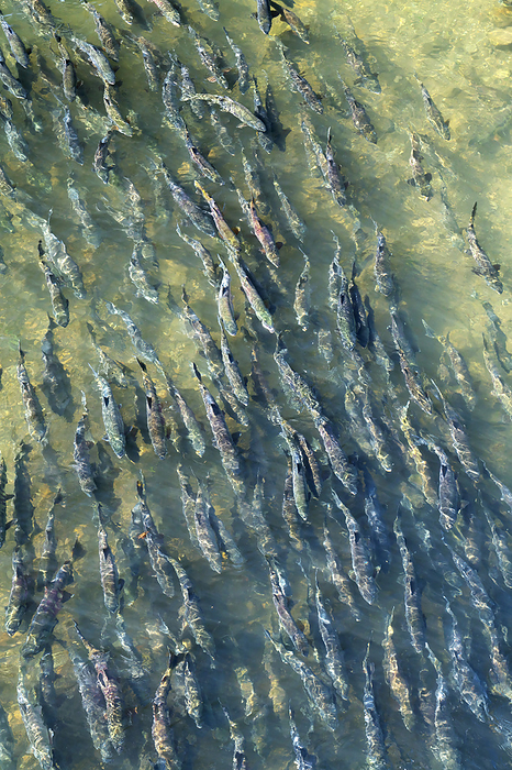 Salmon runs at the mouth of the Toontobetsu River, Hokkaido, Japan