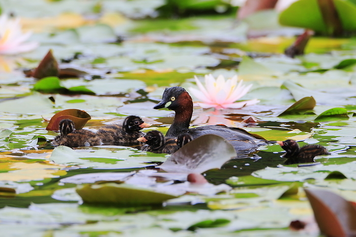 Parent and child kites at the water lily pond