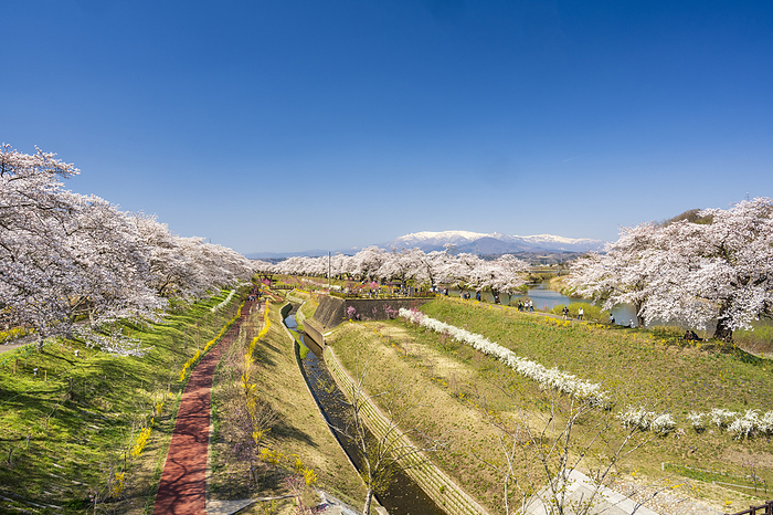 Shiraishigawa-tsutsumi-Ichimasenbonzakura (Thousand cherry trees) Shibata-cho, Miyagi