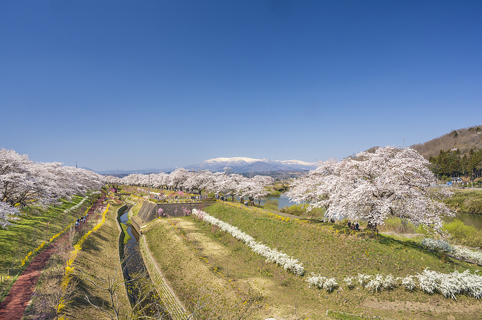 Shiraishigawa-tsutsumi-Ichimasenbonzakura (Thousand cherry trees) Shibata-cho, Miyagi