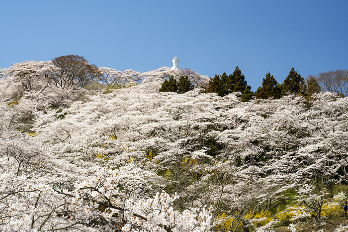 Funaoka Heiwa Kannon and cherry blossoms Shibata Town, Miyagi Prefecture