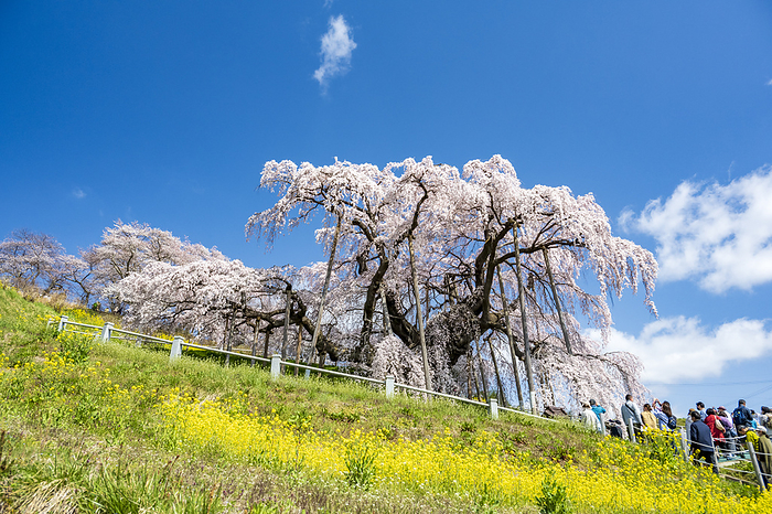 Miharu Waterfall Cherry Blossom Miharu Town, Fukushima Prefecture