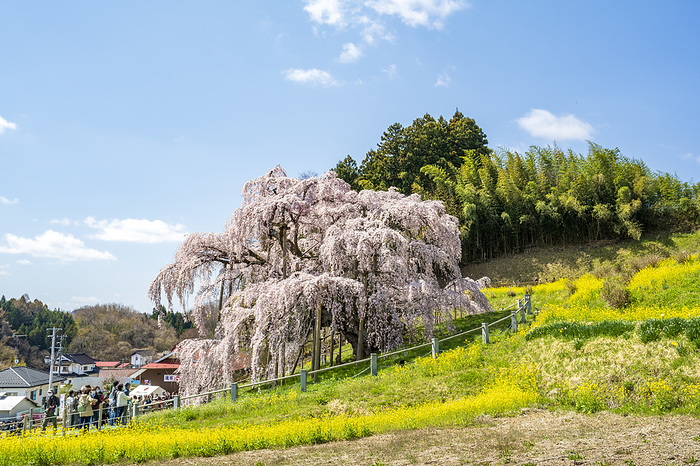 Miharu Waterfall Cherry Blossom Miharu Town, Fukushima Prefecture