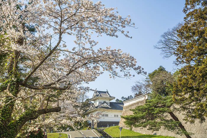 Ruins of Sendai Castle Ote-mon side turret and cherry blossoms Sendai City, Miyagi Prefecture