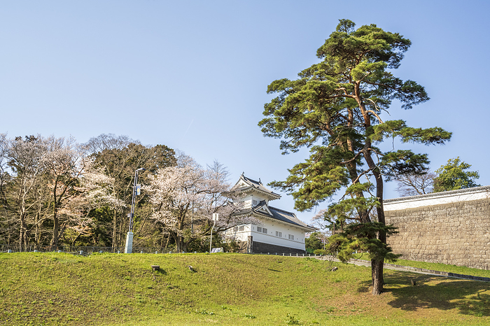 Ruins of Sendai Castle Ote-mon side turret and cherry blossoms Sendai City, Miyagi Prefecture