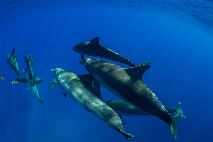 Tokyo, Ogasawara, southern bottlenose dolphin