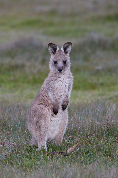 kangaroo Kangaroo Latin name Macropodidae Gray Photo by S. Asao