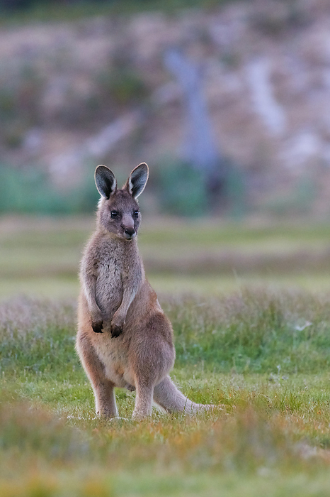 kangaroo Kangaroo Latin name Macropodidae Gray Photo by S. Asao