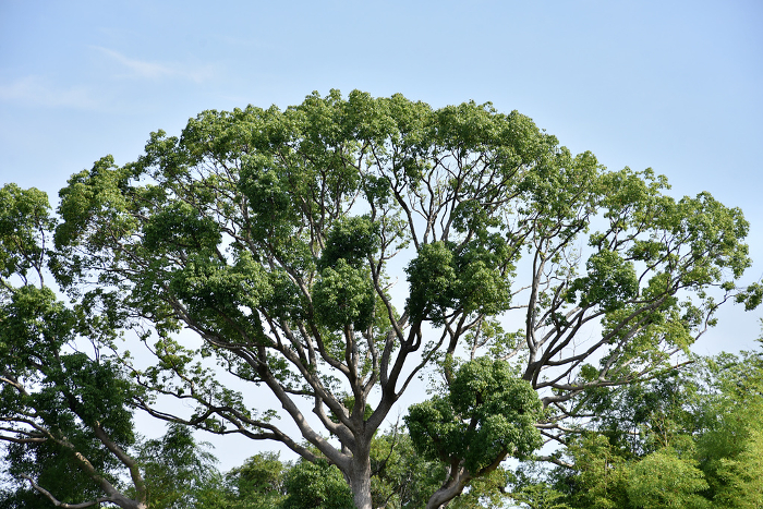 camphor tree (Cinnamomum camphora)