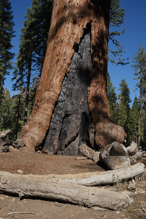 Mariposa Grove, Yosemite, California, USA, 2022. Creator: Ethel Davies. Mariposa Grove, Yosemite, California, USA, 2022. A resilient redwood showing signs of fire at Mariposa Grove, Yosemite National Park, California, USA. Creator: Ethel Davies.
