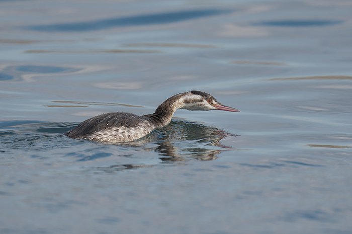 Young crested grebe