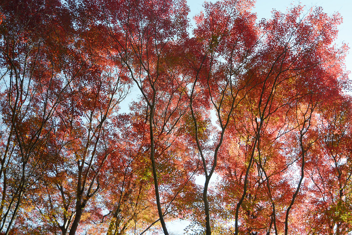 Autumn leaves in the precincts of Bishamondō Hall, Yamashina-ku, Kyoto