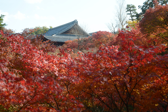 View of the large hall from Gagumo Bridge at Tofukuji Temple in autumn, Higashiyama-ku, Kyoto.