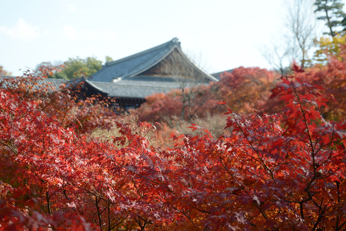 View of autumn leaves and the large hall from Gagumo Bridge, Tofukuji Temple, Higashiyama-ku, Kyoto, in autumn.