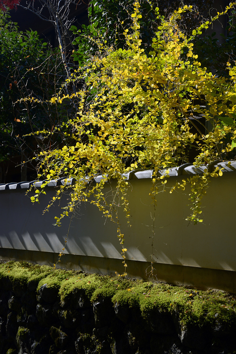 Yellow leaves in the precincts of Tofukuji Temple in autumn Higashiyama-ku, Kyoto