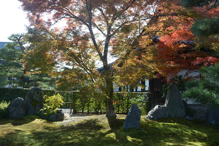 Autumn garden in the north part of the zendo hall of Tofukuji Temple, Higashiyama-ku, Kyoto