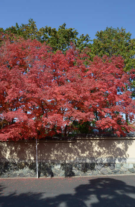 Mud wall and autumn leaves at Ryumonian, Tofukuji Temple, Higashiyama-ku, Kyoto in autumn