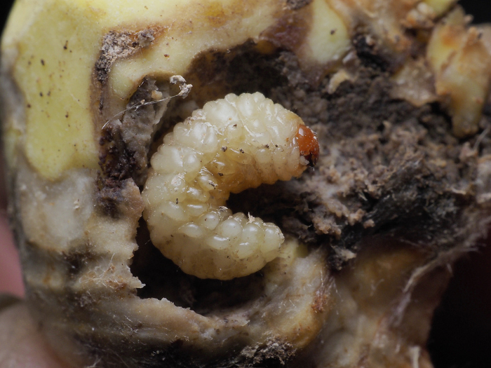 Larva of chestnut weevil