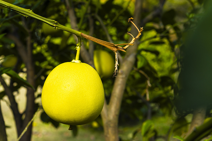 Egami Buntan citrus fruits