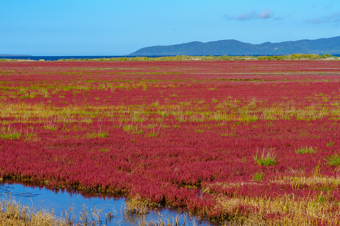 Lake Nodoriko Uwaranai coral grass colony Hokkaido East Hokkaido Abashiri sightseeing Autumn