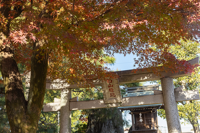 Autumn leaves at Kita-in Temple Kawagoe-shi, Saitama