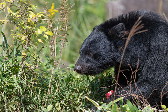Asian black bear (Selenarctos thibetanus)