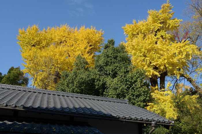 Ginkgo leaves at Sakai-cho Gate, Kyoto Imperial Palace in autumn.