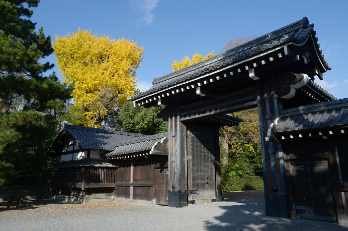 Ginkgo leaves at Sakai-cho Gate, Kyoto Imperial Palace in autumn.