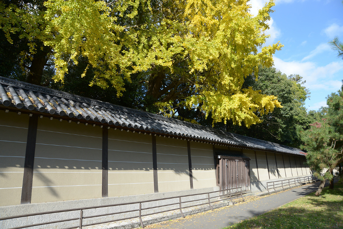 Ginkgo leaves of Tsukiji-wall in Kyoto Imperial Palace in Autumn, Kamigyo-ku, Kyoto