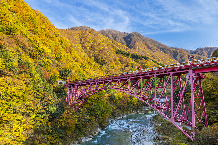 Kurobe Gorge Railway in autumn leaves, Toyama, Japan Taken from the old Yamahiko Bridge 