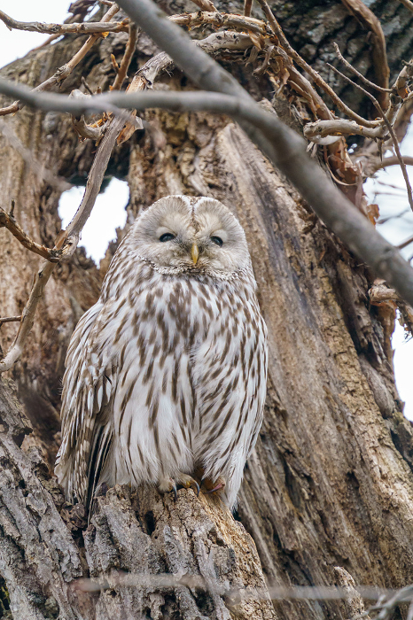 Ezo Owl Hokkaido Wildlife