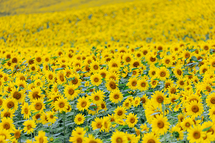 Sunflowers in full bloom Hokkaido Green manure sunflowers in Biei cho