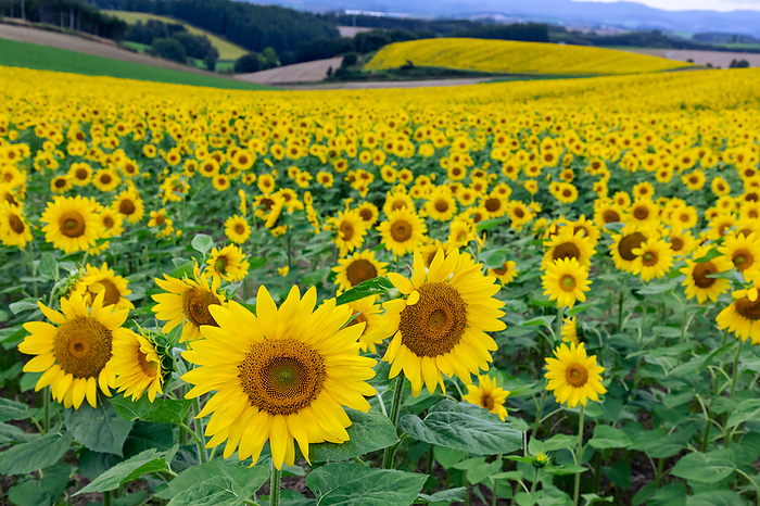 Sunflowers in full bloom Hokkaido Green manure sunflowers in Biei cho