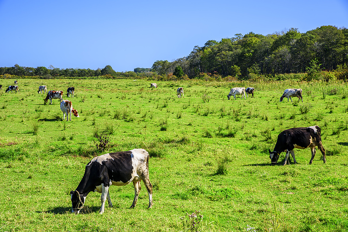 Pasture-raised cattle in Taiki Town, Hokkaido