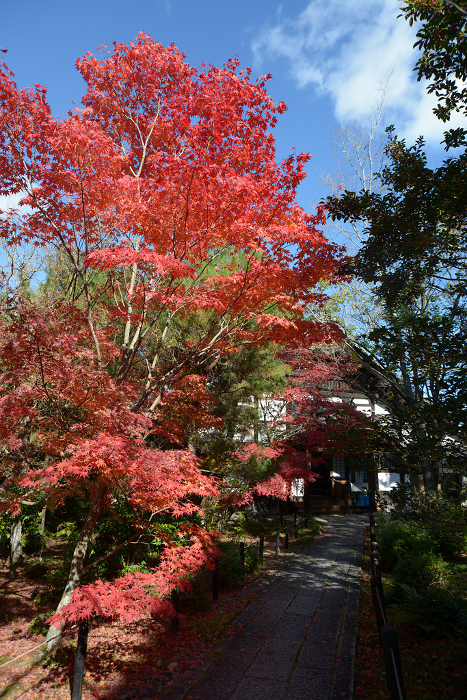 Autumn leaves in the precincts of Seiryouji Temple, Saga, Ukyo-ku, Kyoto