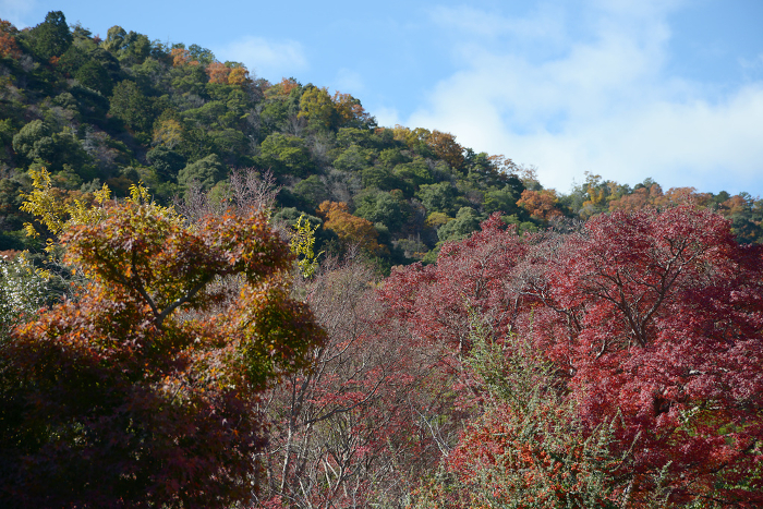 Autumn leaves in Sagano, Okusaga, Ukyo-ku, Kyoto