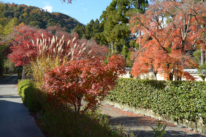 Autumn leaves along the approach to the mausoleum of Emperor Go-Kameyama in Sagano, Ukyo-ku, Kyoto City